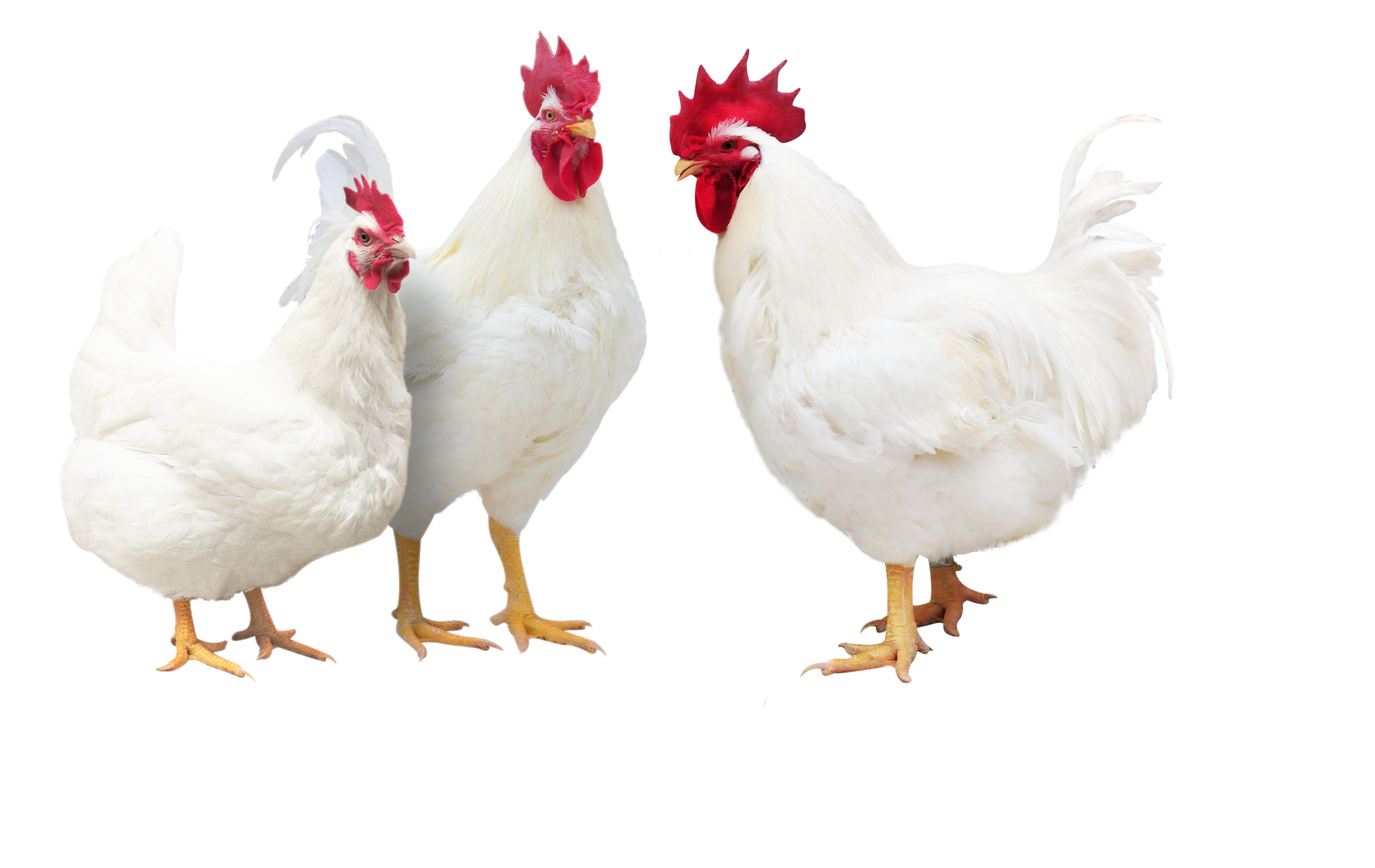 中国白羽肉鸡自主育种实现零黄乒忝2号等新品种通过审定