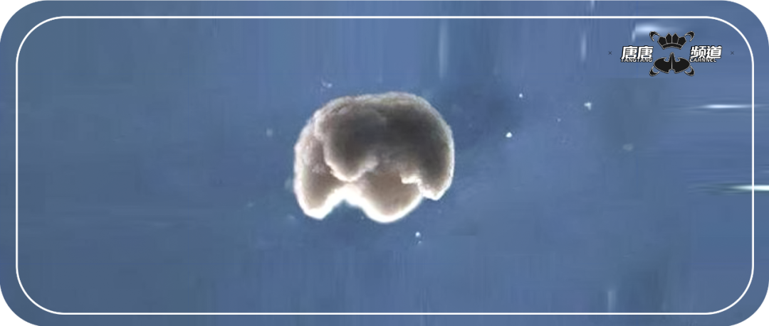 终结者成为可能？可以繁殖的活体机器人诞生！休闲区蓝鸢梦想 - Www.slyday.coM