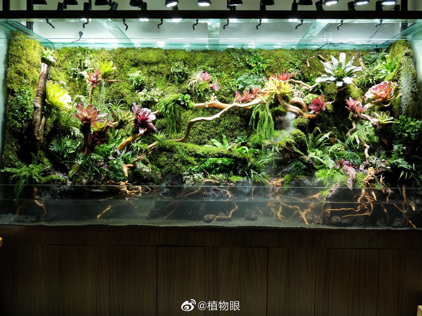 如何造一口原生缸嘉宾生态造景师李仲廉作品