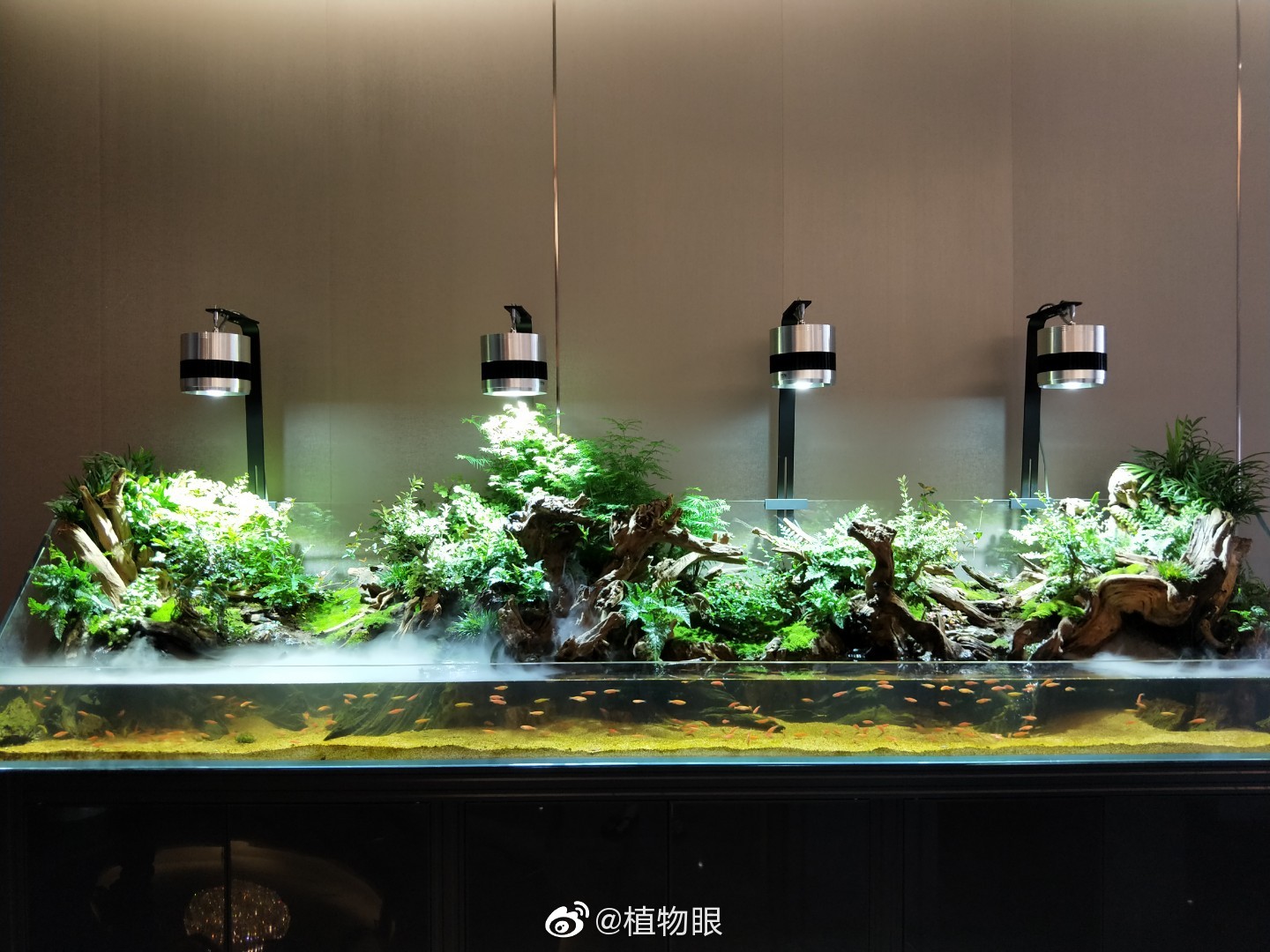 如何造一口原生缸嘉宾生态造景师李仲廉作品