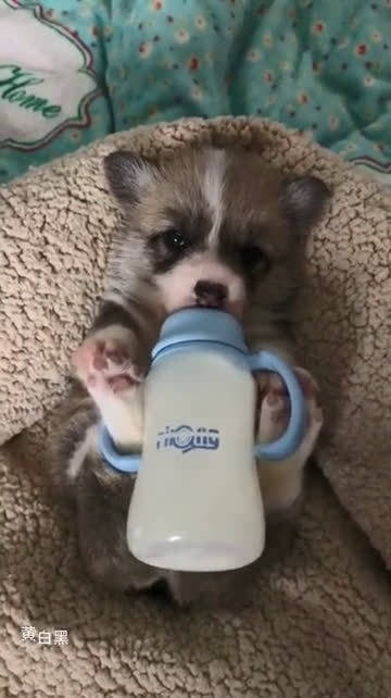 柯基小奶狗居然会自己抱着奶瓶,哼唧哼唧吃奶,简直萌化了_手机新浪网