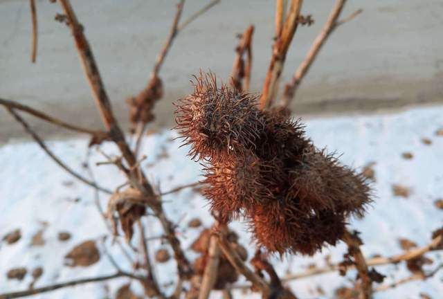 农村常见的蓖麻全株有毒3粒种子可致死儿时当玩具价值高