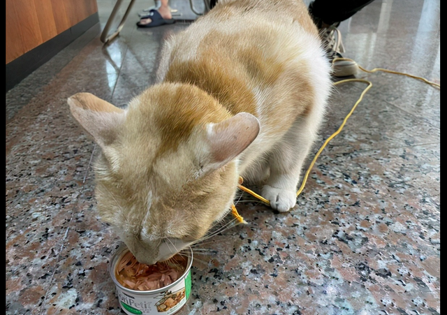 老人因喜欢橘猫将它偷走，警察找上门后哭笑不得，它还在埋头干饭休闲区蓝鸢梦想 - Www.slyday.coM