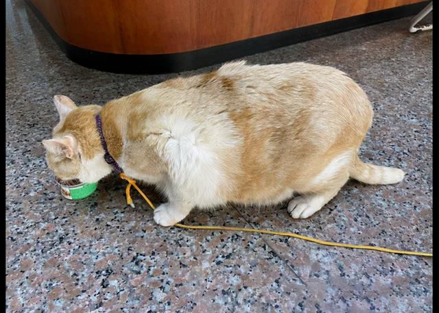 老人因喜欢橘猫将它偷走，警察找上门后哭笑不得，它还在埋头干饭休闲区蓝鸢梦想 - Www.slyday.coM