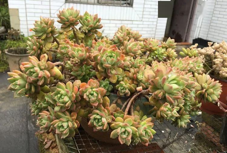 四,施肥太多也容易出现徒长马库斯多肉不太喜肥,在马库斯生长期的时候