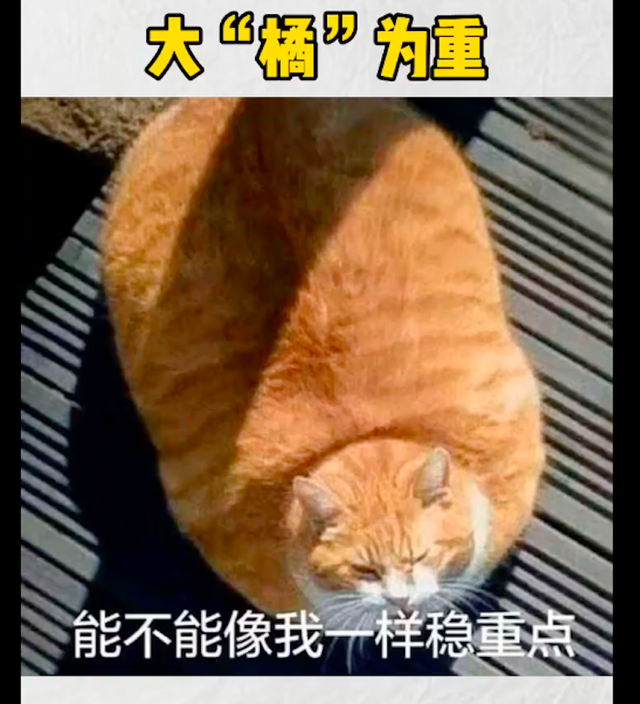 老人因喜欢橘猫将它偷走，警察找上门后哭笑不得，它还在埋头干饭休闲区蓝鸢梦想 - Www.slyday.coM