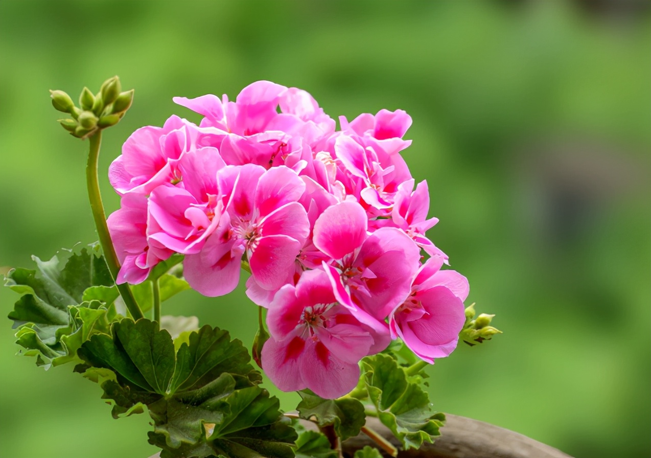 天竺葵怎么持续开花如果能做好5点全年都能开不停