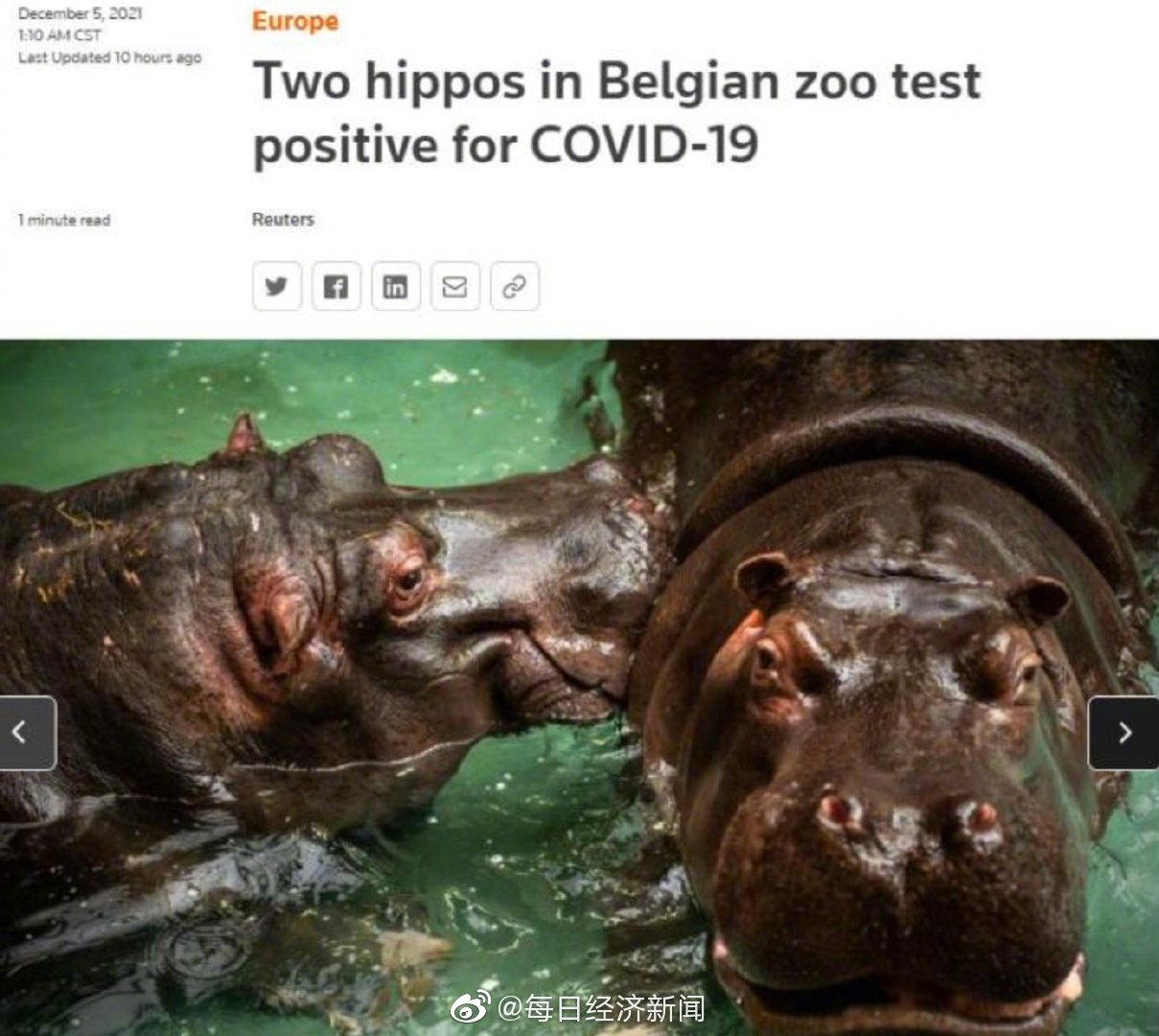 比利时动物园2只河马感染新冠 或系该物种首次确诊休闲区蓝鸢梦想 - Www.slyday.coM
