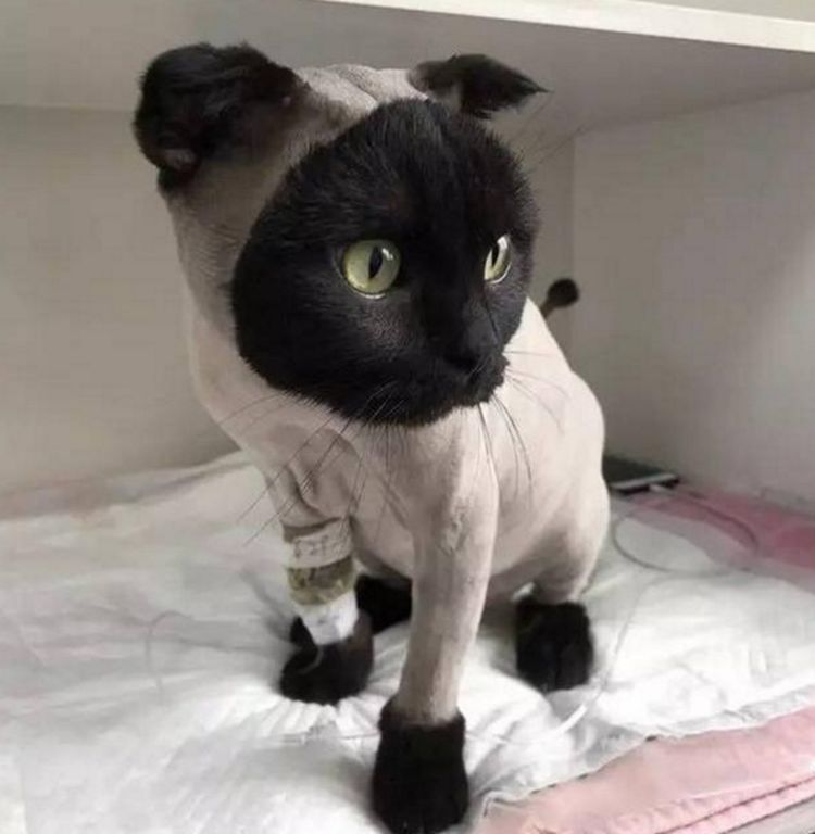铲屎官送猫咪去剪毛造型成品出来后铲屎官忍不住笑喷了