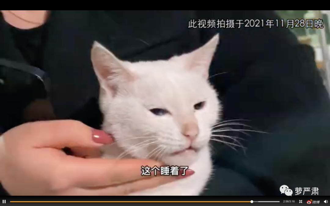 于正多部电视剧被质疑虐待动物|当家主母|美人心计|猫_新浪新闻