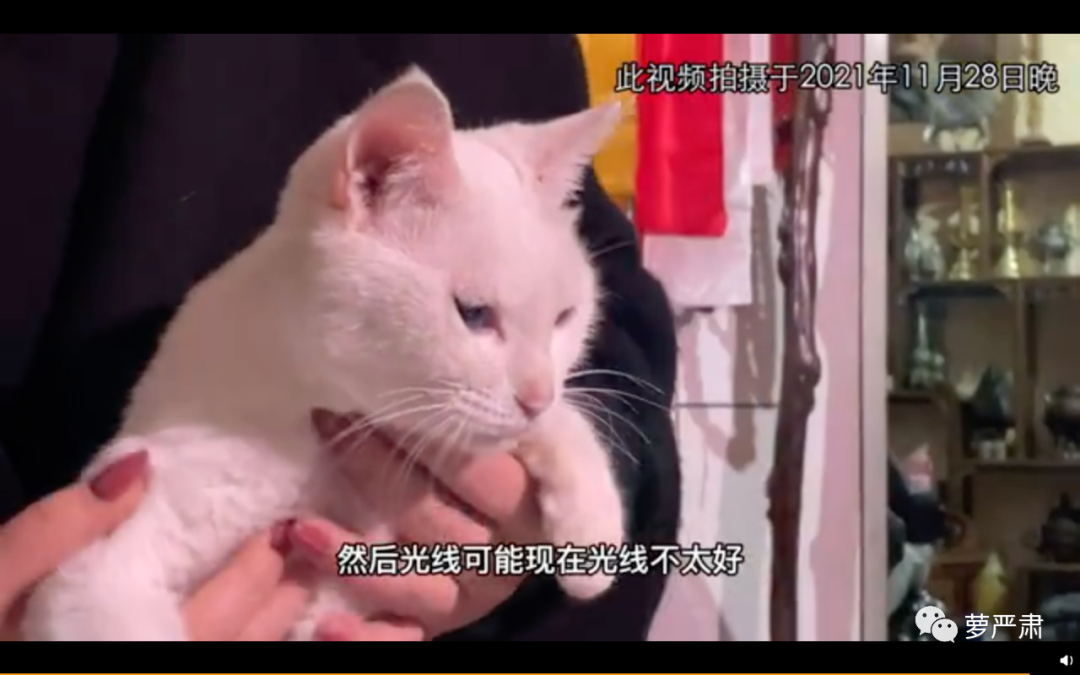 于正多部电视剧被质疑虐待动物|当家主母|美人心计|猫_新浪新闻