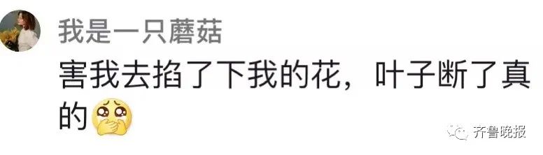 定闹钟浇水半年，才发现养的是塑料花……休闲区蓝鸢梦想 - Www.slyday.coM