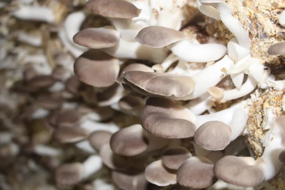 预约直播,一起来"云"养菇_新浪新闻