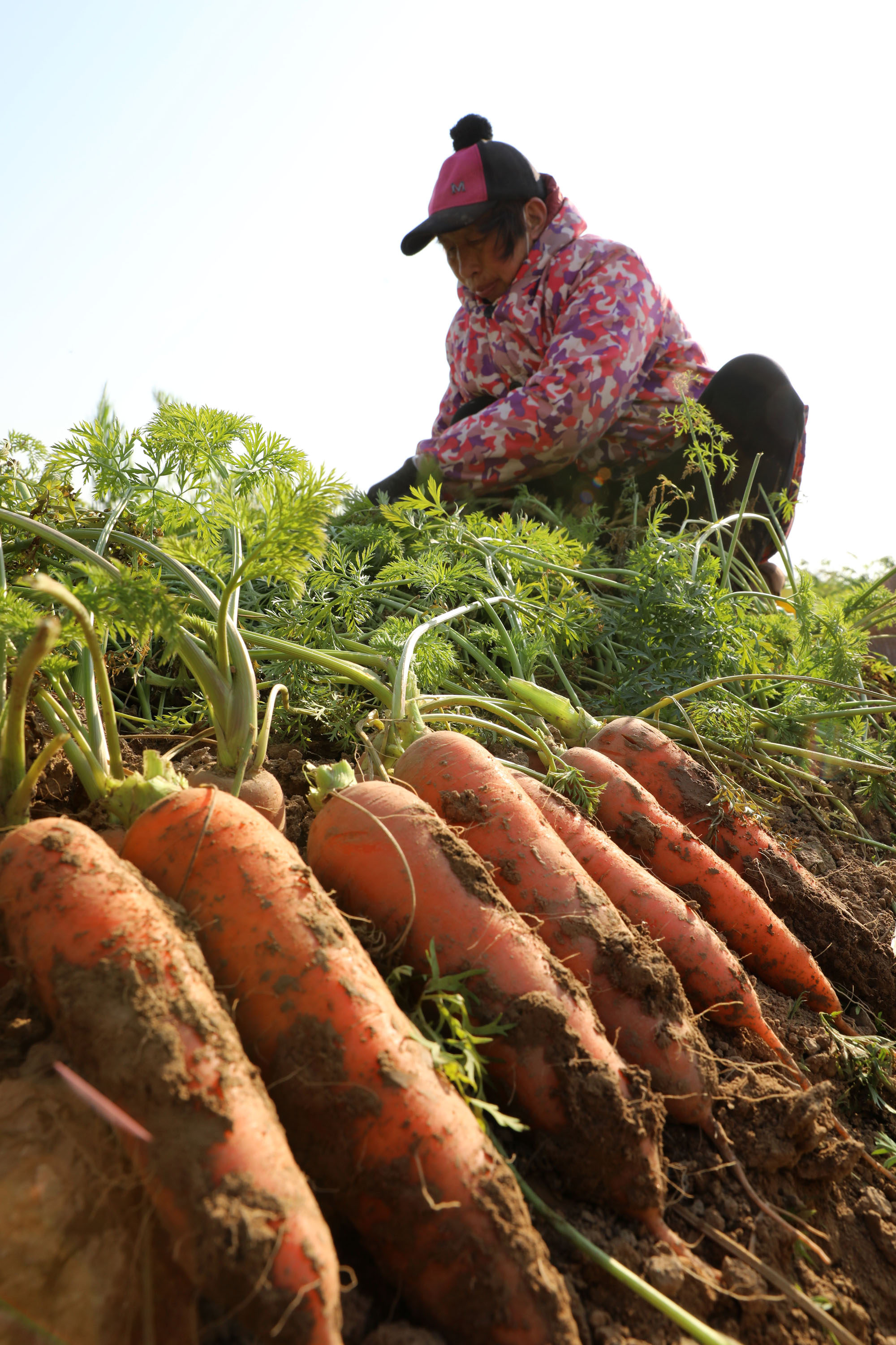 河南温县:胡萝卜喜获丰收|焦作市|温县|河南省_新浪新闻