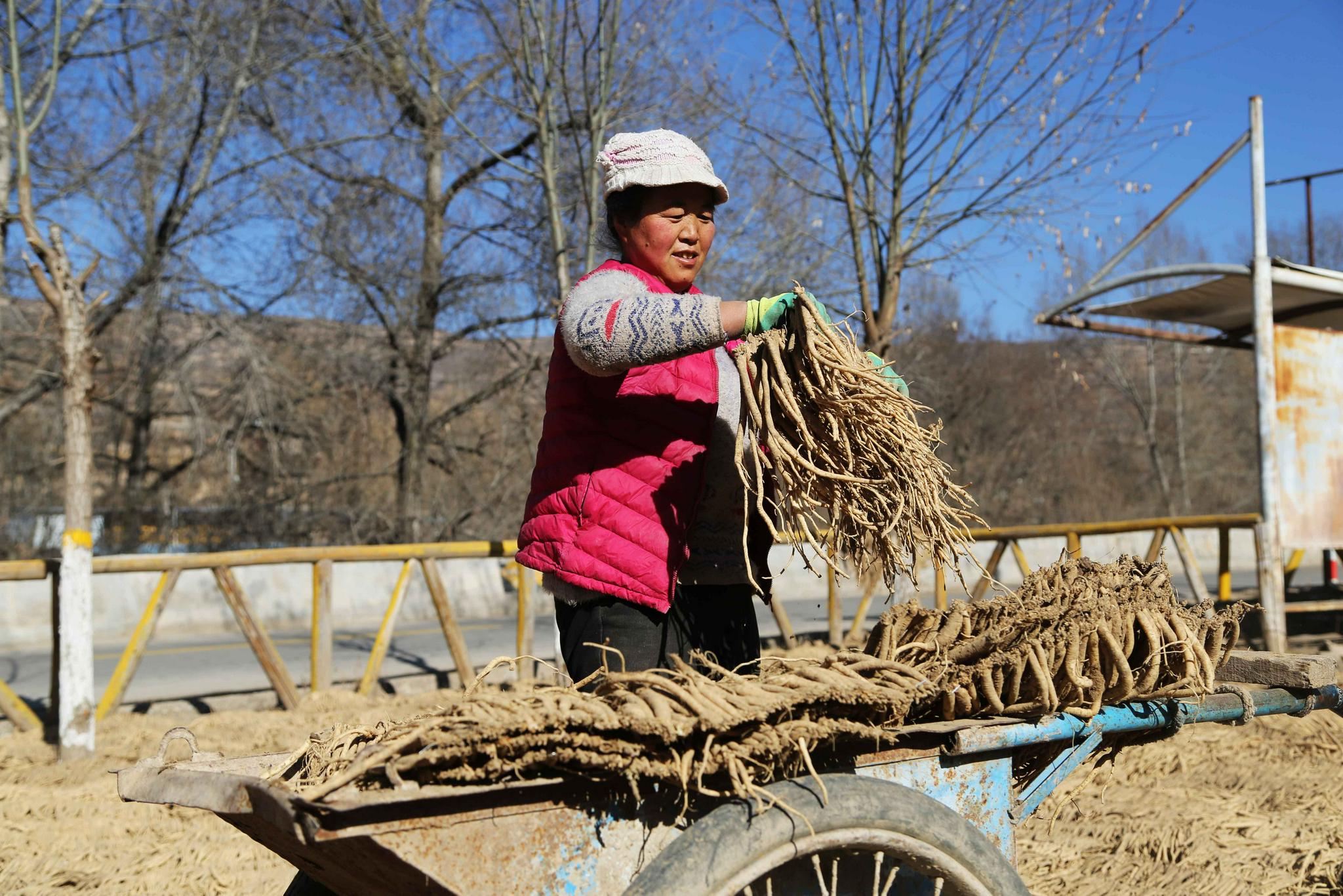 甘肃漳县冬日党参晾晒忙