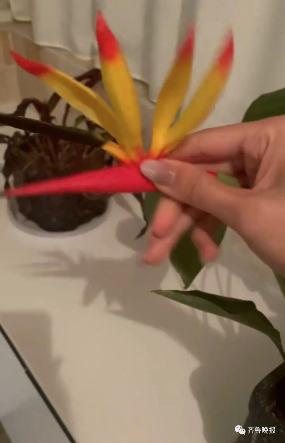 定闹钟浇水半年，才发现养的是塑料花……休闲区蓝鸢梦想 - Www.slyday.coM