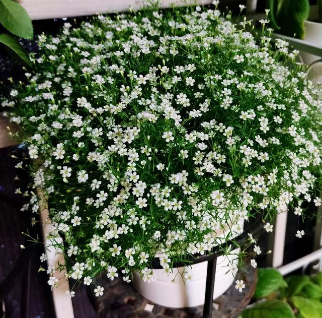 盆栽满天星的养护技巧有2个,花朵繁多,开成花球,简单美好|月季_新浪