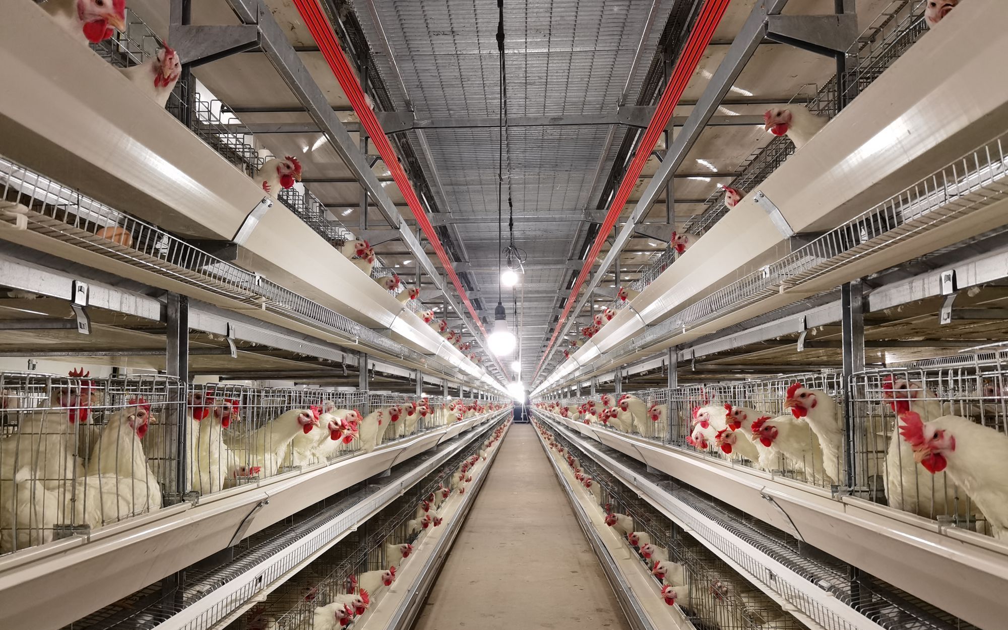 打破国外垄断的白羽肉鸡究竟是怎样育成的