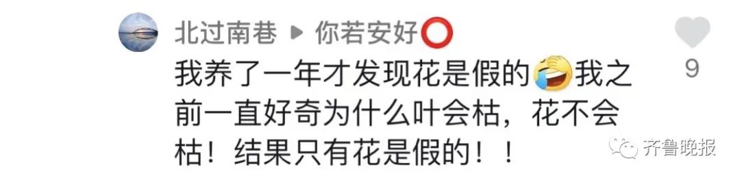 定闹钟浇水半年，才发现养的是塑料花……休闲区蓝鸢梦想 - Www.slyday.coM