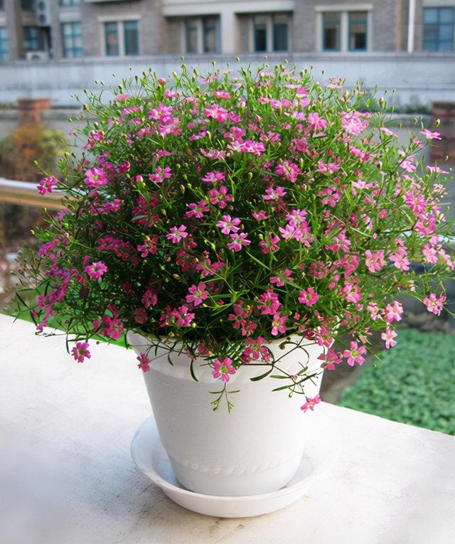 盆栽满天星的养护技巧有2个,花朵繁多,开成花球,简单美好|月季_新浪