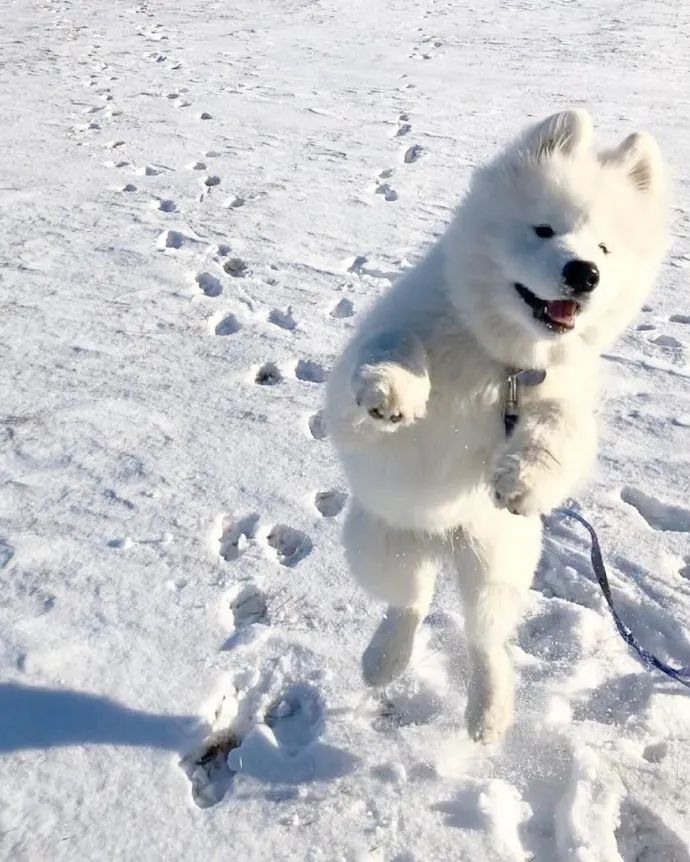 快乐雪地小白狗超可爱啊我一口一个