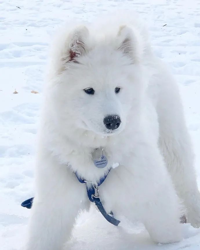 可爱的小狗狗雪白图片