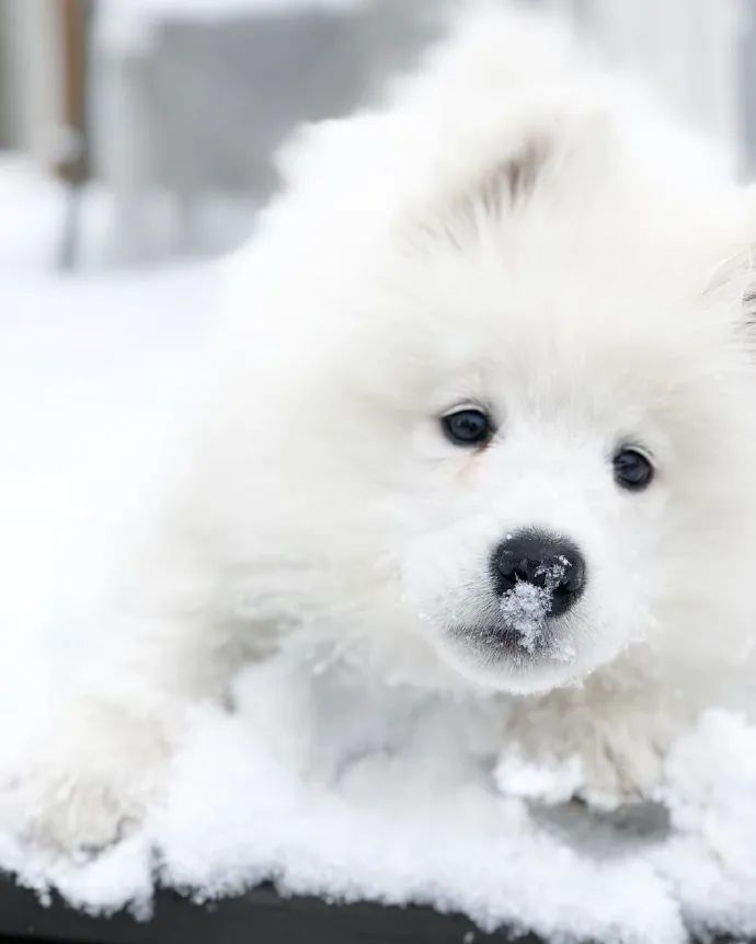 快乐雪地小白狗超可爱啊我一口一个
