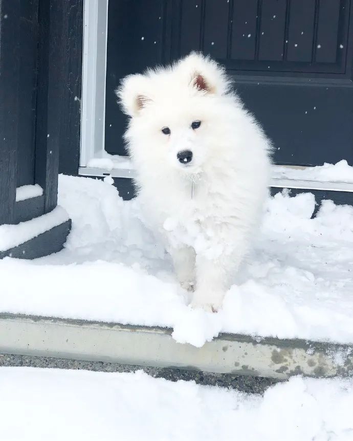 快乐雪地小白狗超可爱啊我一口一个