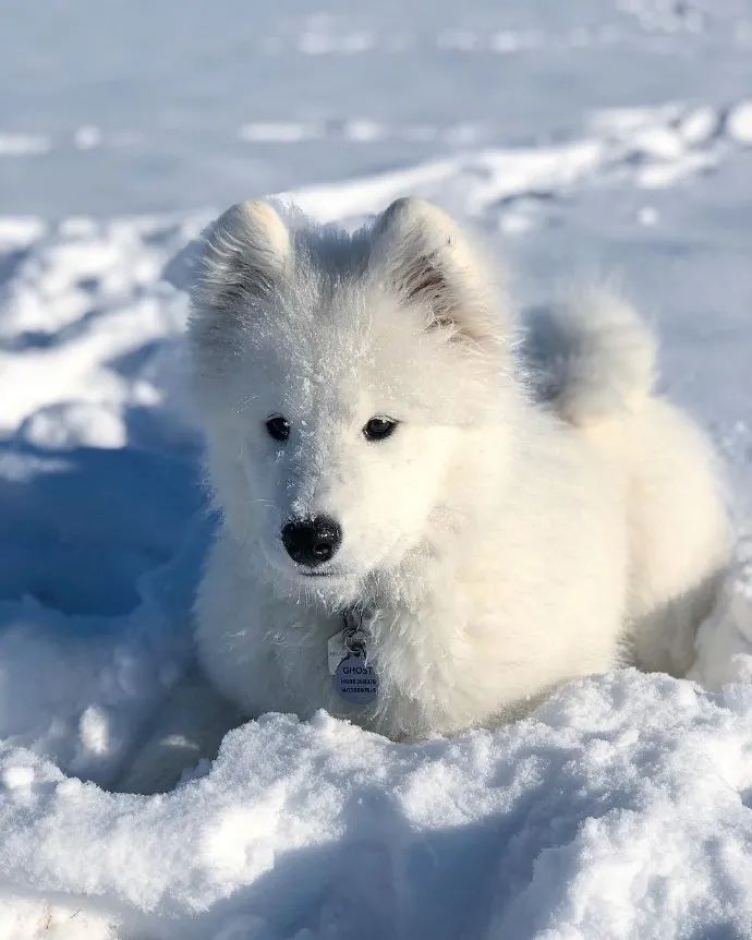 可爱的小狗狗雪白图片