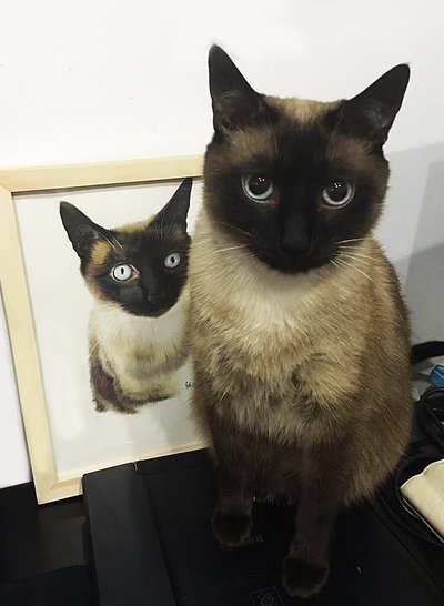 哈哈哈哈哈哈 ,土猫变暹罗|土猫|暹罗_新浪新闻