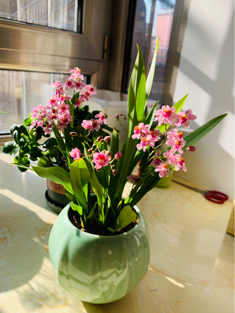 耐阴开花多的文心兰开花还有奶油的香味现在养很合适