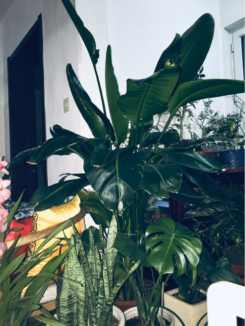 5种大叶子花千万别错过,气质十足有格调,放在家里很吉祥|橡皮树