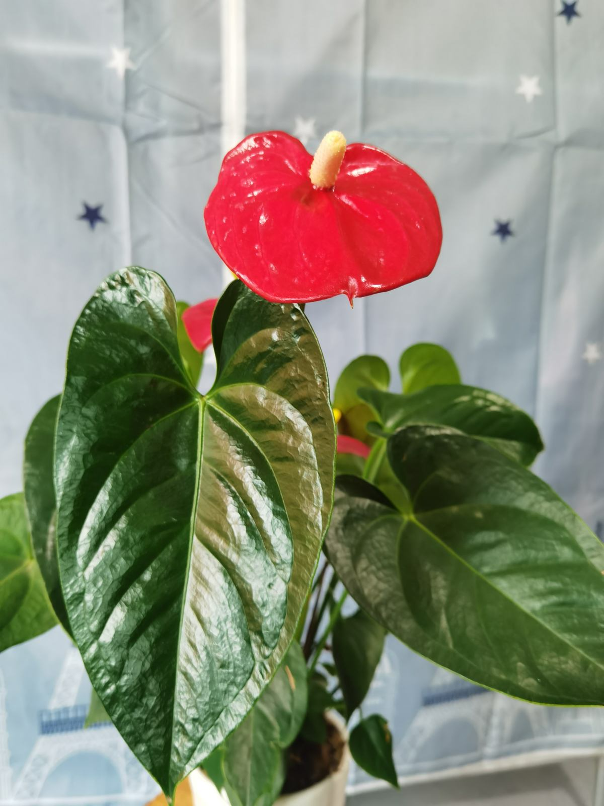 5种大叶子花千万别错过气质十足有格调放在家里很吉祥