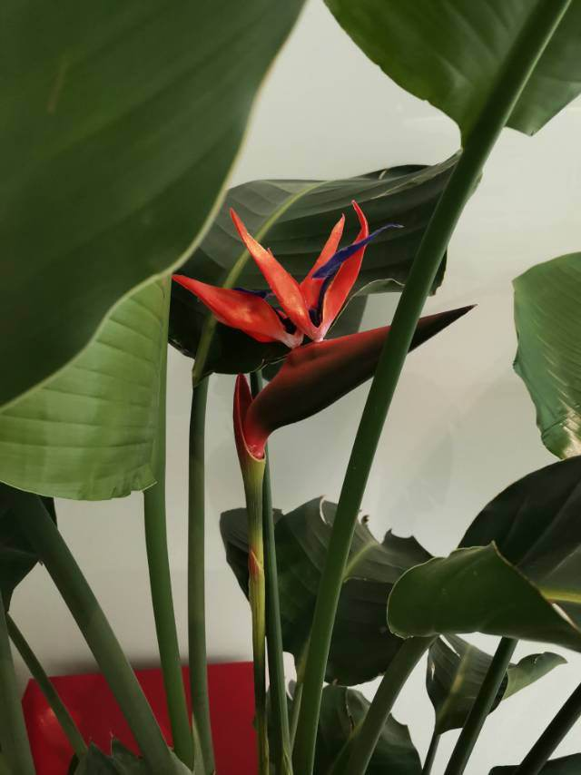 5种大叶子花千万别错过气质十足有格调放在家里很吉祥