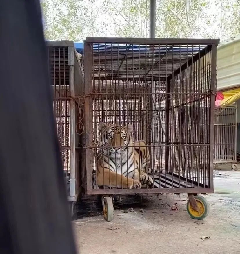 ▲马戏团老虎正趴在笼舍中。新京报记者 咸运祯 摄