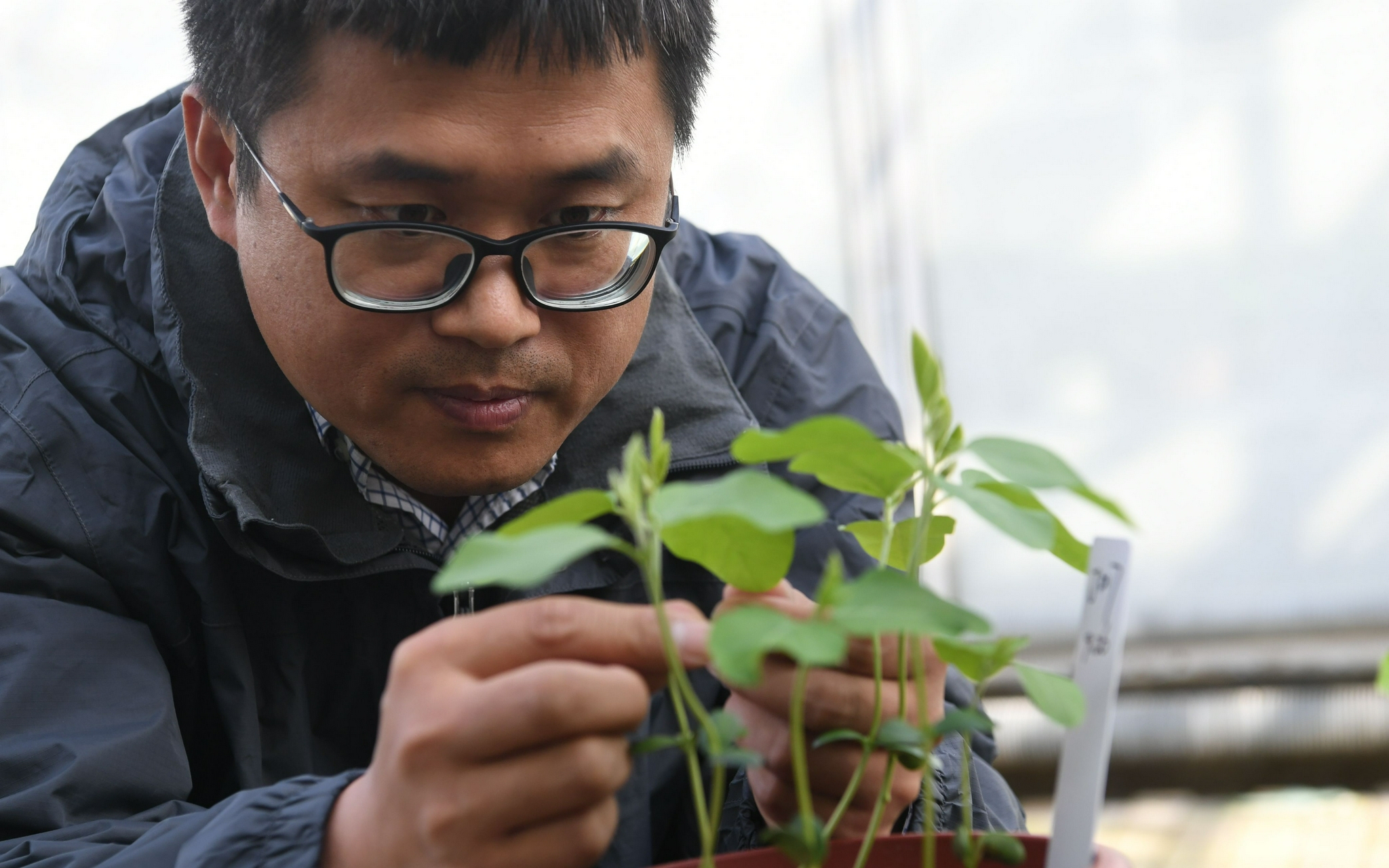 大豆育种专家、中国农业大学作物遗传育种与种子科学系教授孙连军正在查看培育的大豆幼苗。新京报记者 王颖 摄