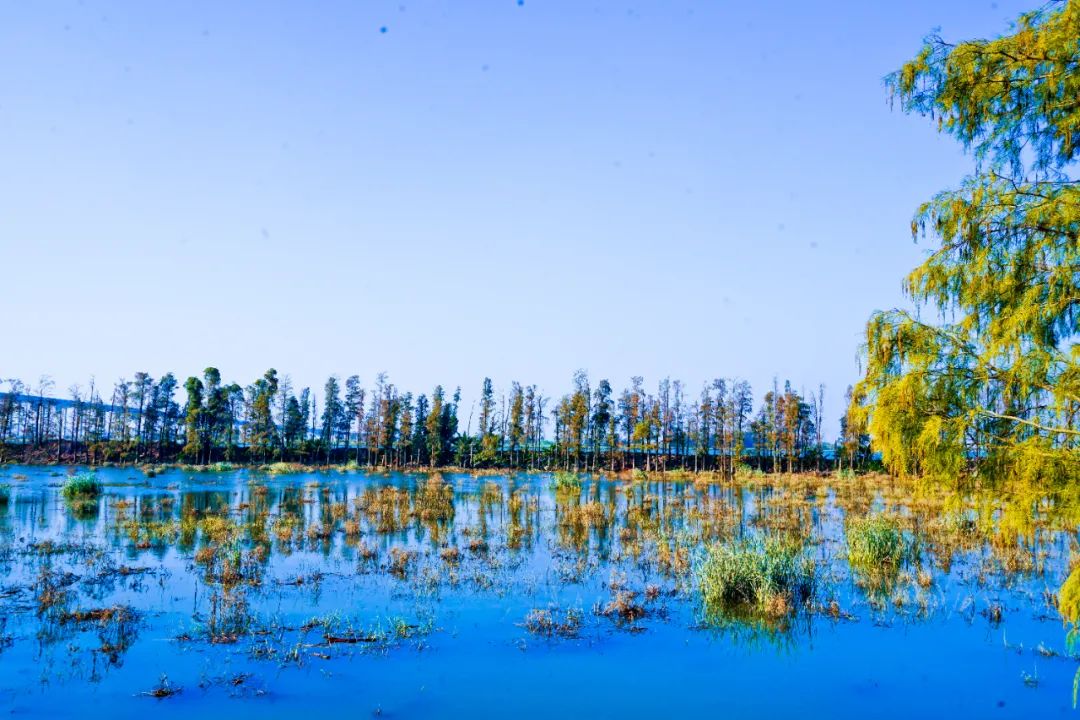 中山红树林湿地公园图片