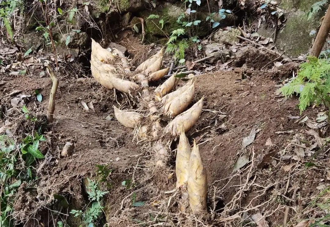 笋王来了一根竹鞭长出17颗笋你见过吗