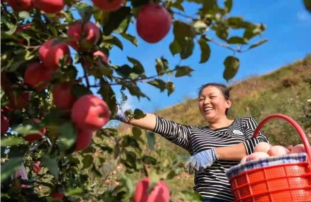 【奋斗百年路 启航新征程·乡村振兴我先行】“静宁果农” 有职称的新时代农民技工休闲区蓝鸢梦想 - Www.slyday.coM