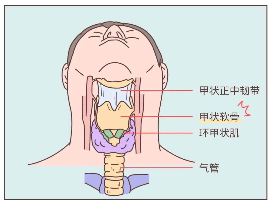 男生的喉结为什么不能摸