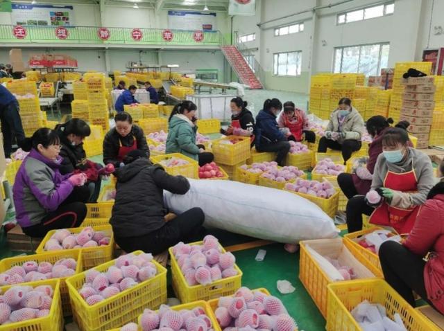 【奋斗百年路 启航新征程·乡村振兴我先行】“静宁果农” 有职称的新时代农民技工休闲区蓝鸢梦想 - Www.slyday.coM