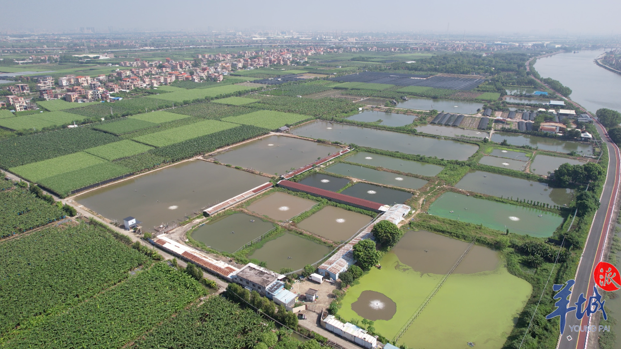 投资约10亿元!南沙榄核镇将建农业生态旅游休闲度假示范区