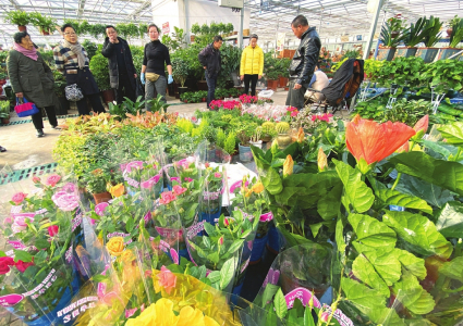 12月2日,太原杨家峪花卉市场,市民正在挑选迎春鲜花.