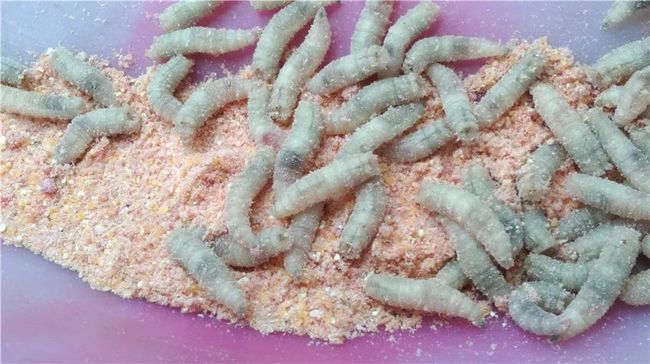 苍蝇很烦人蝇蛆却是好东西农民用粪便就能养