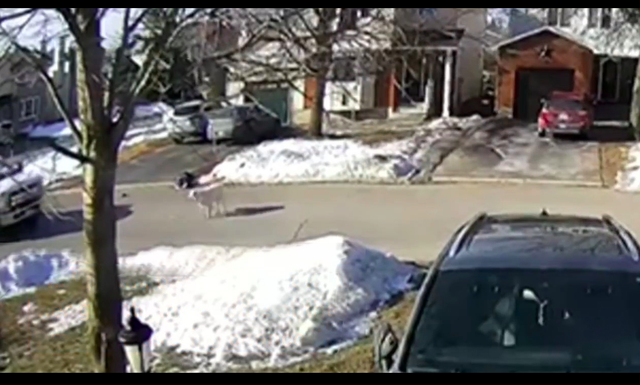 主人失去意识倒在路边,狗狗舍命用身体挡住货车,牺牲自己也值得休闲区蓝鸢梦想 - Www.slyday.coM 主人失去意识倒在路边,狗狗舍命用身体挡住货车,牺牲自己也值得休闲区蓝鸢梦想 - Www.slyday.coM