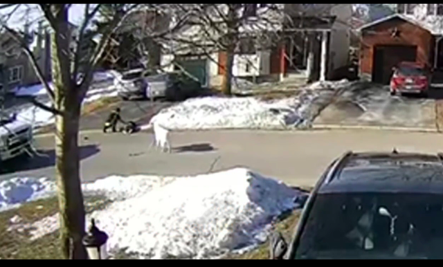 主人失去意识倒在路边,狗狗舍命用身体挡住货车,牺牲自己也值得休闲区蓝鸢梦想 - Www.slyday.coM 主人失去意识倒在路边,狗狗舍命用身体挡住货车,牺牲自己也值得休闲区蓝鸢梦想 - Www.slyday.coM