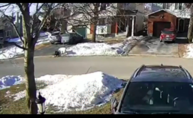 主人失去意识倒在路边,狗狗舍命用身体挡住货车,牺牲自己也值得休闲区蓝鸢梦想 - Www.slyday.coM 主人失去意识倒在路边,狗狗舍命用身体挡住货车,牺牲自己也值得休闲区蓝鸢梦想 - Www.slyday.coM