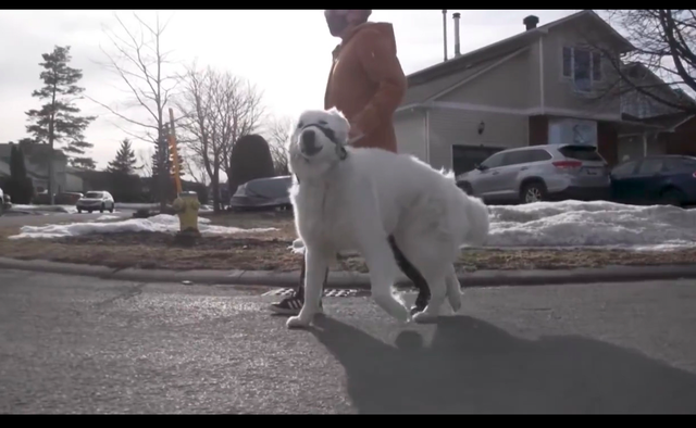 主人失去意识倒在路边,狗狗舍命用身体挡住货车,牺牲自己也值得休闲区蓝鸢梦想 - Www.slyday.coM 主人失去意识倒在路边,狗狗舍命用身体挡住货车,牺牲自己也值得休闲区蓝鸢梦想 - Www.slyday.coM
