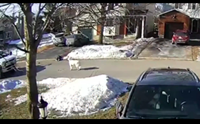 主人失去意识倒在路边,狗狗舍命用身体挡住货车,牺牲自己也值得休闲区蓝鸢梦想 - Www.slyday.coM 主人失去意识倒在路边,狗狗舍命用身体挡住货车,牺牲自己也值得休闲区蓝鸢梦想 - Www.slyday.coM