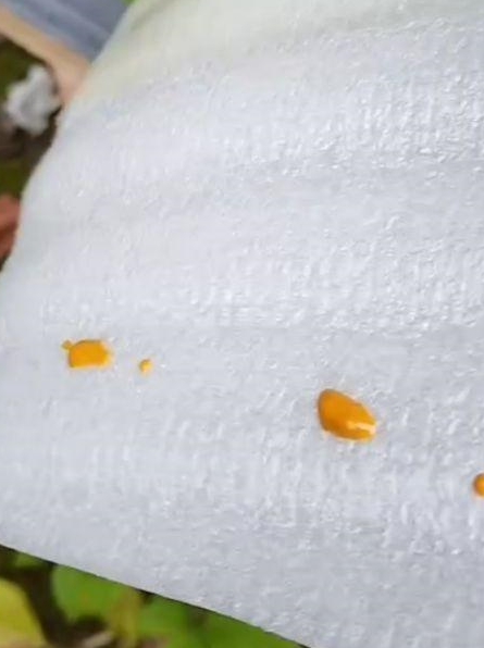 蜜蜂排泄物为什么很难见到怎样观察蜜蜂排泄物防治蜂病